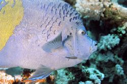 Maculated Angel Fish. Sharm El Sheikh, Egypt. Canon eos1n... by Luigi Carta 